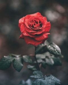 La rose est sans pourquoi